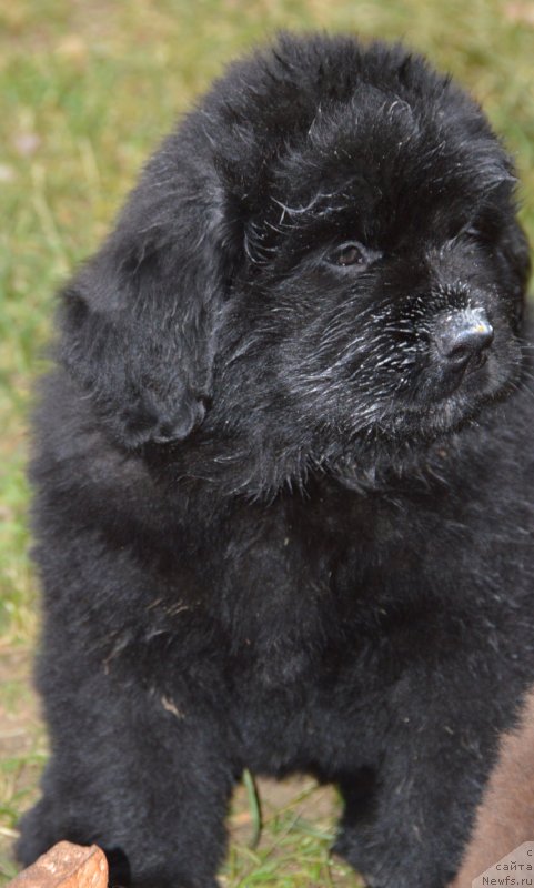 Фото: щенки от, ньюфаундленд Сент Джонс Юстиния Юлия (Sent Djons Yustiniya Yuliya), ньюфаундленд I Follow The Sun de L'Etoile de Cyrice