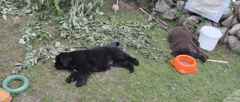 Фото: щенки от, ньюфаундленд Сент Джонс Юстиния Юлия (Sent Djons Yustiniya Yuliya), ньюфаундленд I Follow The Sun de L'Etoile de Cyrice