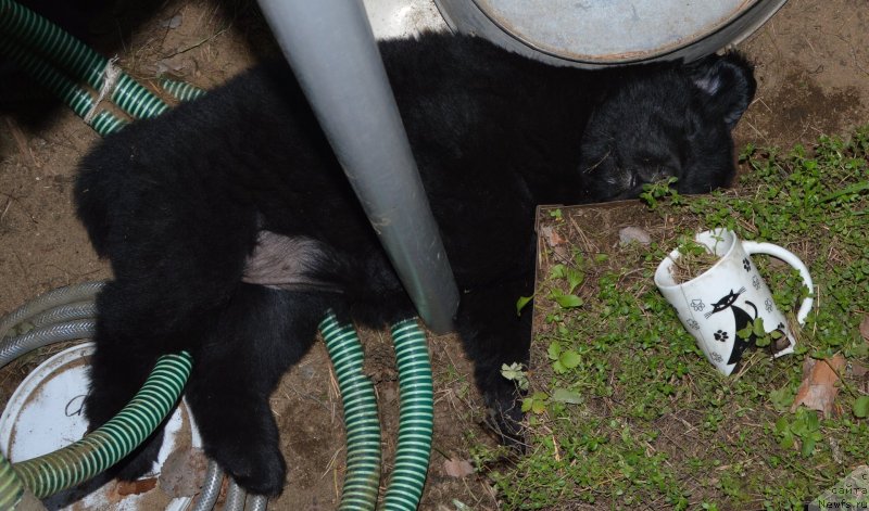 Фото: щенки от, ньюфаундленд Сент Джонс Юстиния Юлия (Sent Djons Yustiniya Yuliya), ньюфаундленд I Follow The Sun de L'Etoile de Cyrice