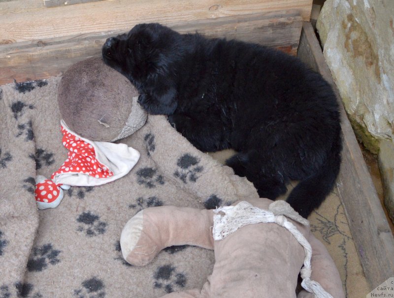 Фото: щенки от, ньюфаундленд Сент Джонс Юстиния Юлия (Sent Djons Yustiniya Yuliya), ньюфаундленд I Follow The Sun de L'Etoile de Cyrice