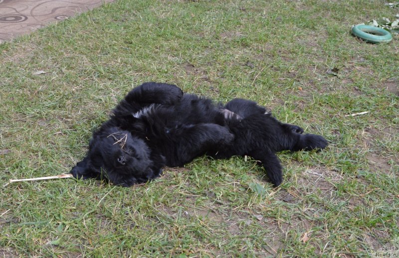 Фото: щенки от, ньюфаундленд Сент Джонс Юстиния Юлия (Sent Djons Yustiniya Yuliya), ньюфаундленд I Follow The Sun de L'Etoile de Cyrice