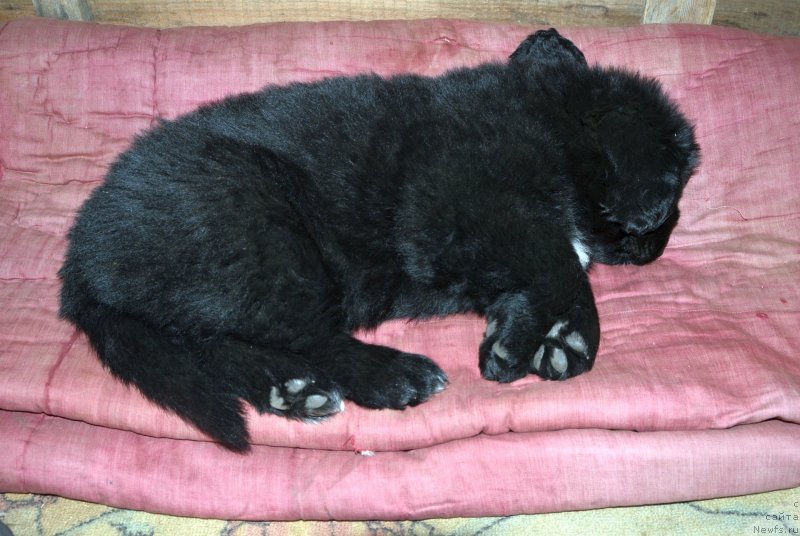 Фото: щенки от, ньюфаундленд Сент Джонс Юстиния Юлия (Sent Djons Yustiniya Yuliya), ньюфаундленд I Follow The Sun de L'Etoile de Cyrice