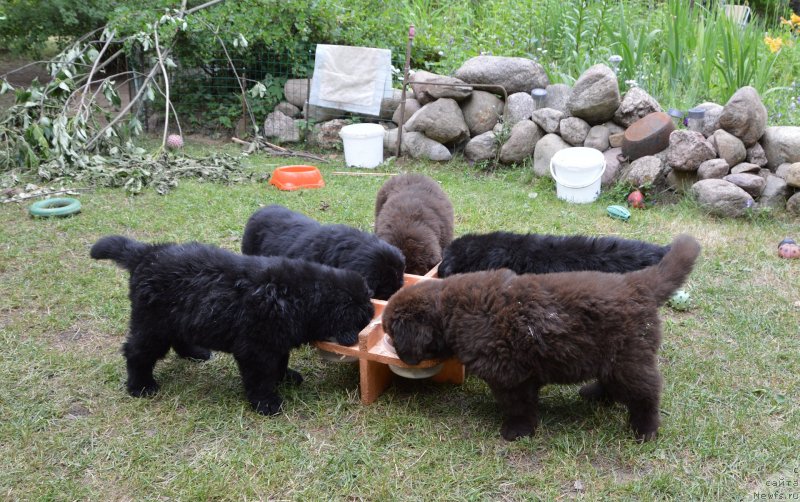 Фото: щенки от, ньюфаундленд Сент Джонс Юстиния Юлия (Sent Djons Yustiniya Yuliya), ньюфаундленд I Follow The Sun de L'Etoile de Cyrice