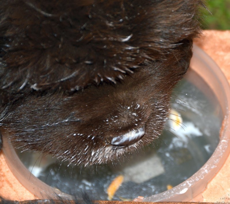Фото: ньюфаундленд Смигар Депутат Балтики