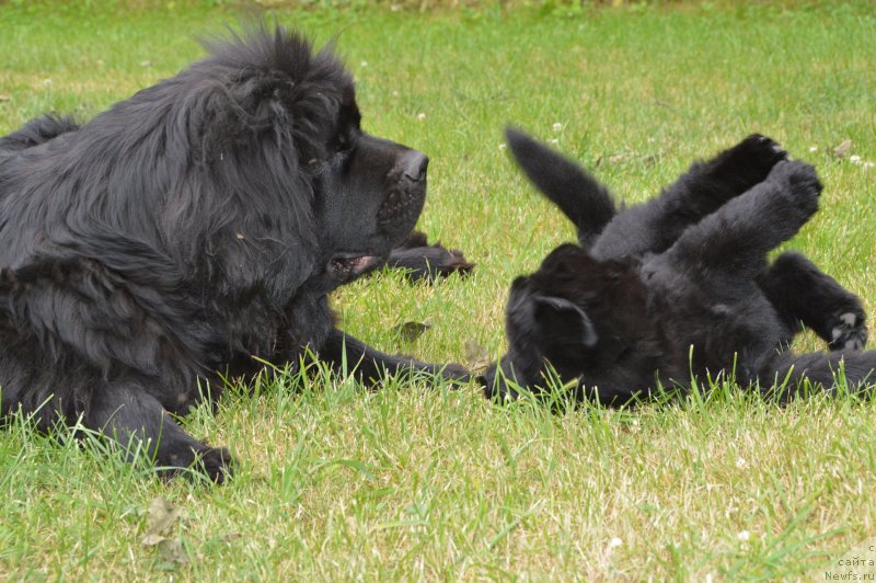 Фото: щенки от, ньюфаундленд Сент Джонс Юстиния Юлия (Sent Djons Yustiniya Yuliya), ньюфаундленд I Follow The Sun de L'Etoile de Cyrice