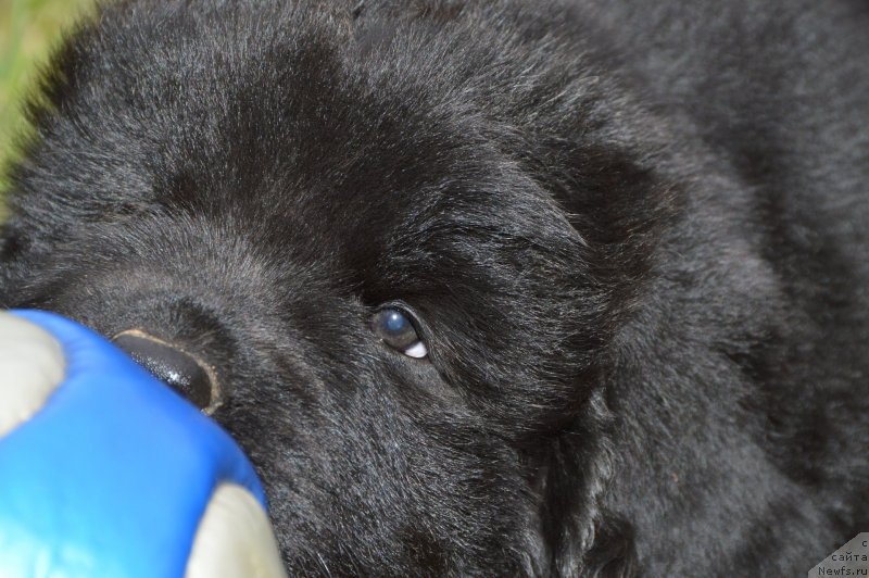 Фото: щенки от, ньюфаундленд Сент Джонс Юстиния Юлия (Sent Djons Yustiniya Yuliya), ньюфаундленд I Follow The Sun de L'Etoile de Cyrice