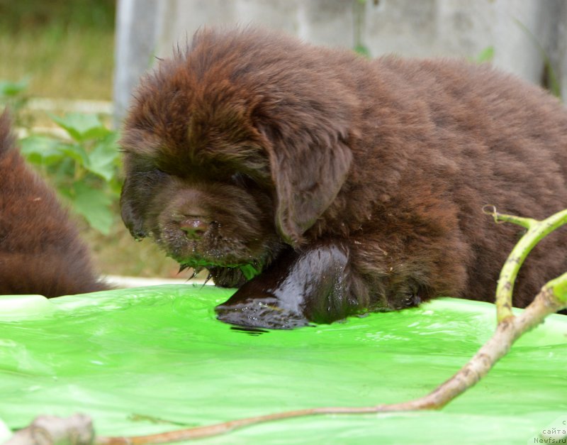Фото: ньюфаундленд Смигар Добрый Урал