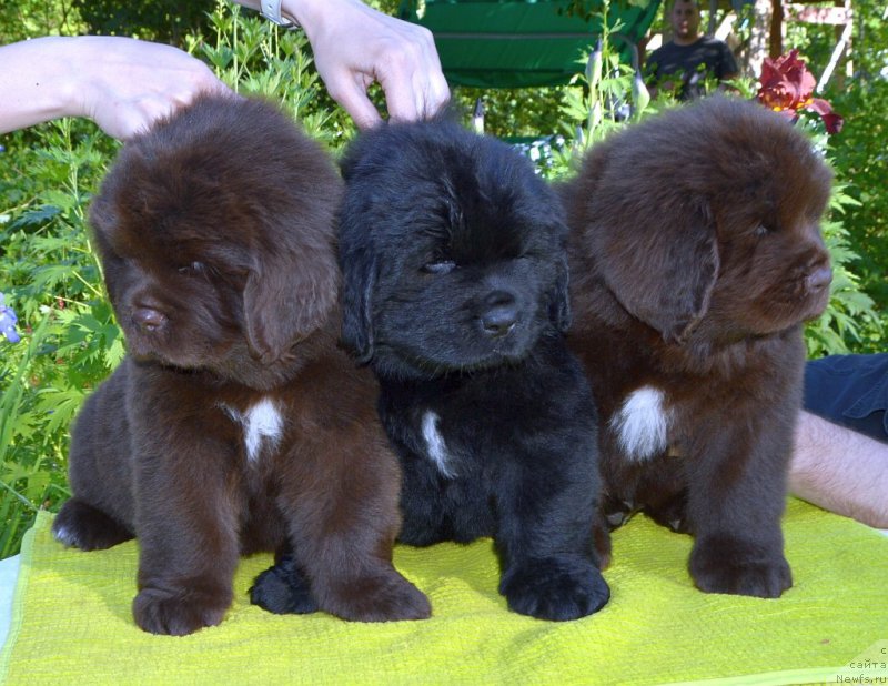 Фото: щенки от, ньюфаундленд Сент Джонс Юстиния Юлия (Sent Djons Yustiniya Yuliya), ньюфаундленд I Follow The Sun de L'Etoile de Cyrice