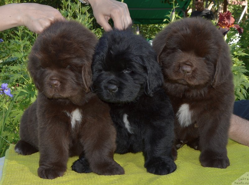 Фото: щенки от, ньюфаундленд Сент Джонс Юстиния Юлия (Sent Djons Yustiniya Yuliya), ньюфаундленд I Follow The Sun de L'Etoile de Cyrice