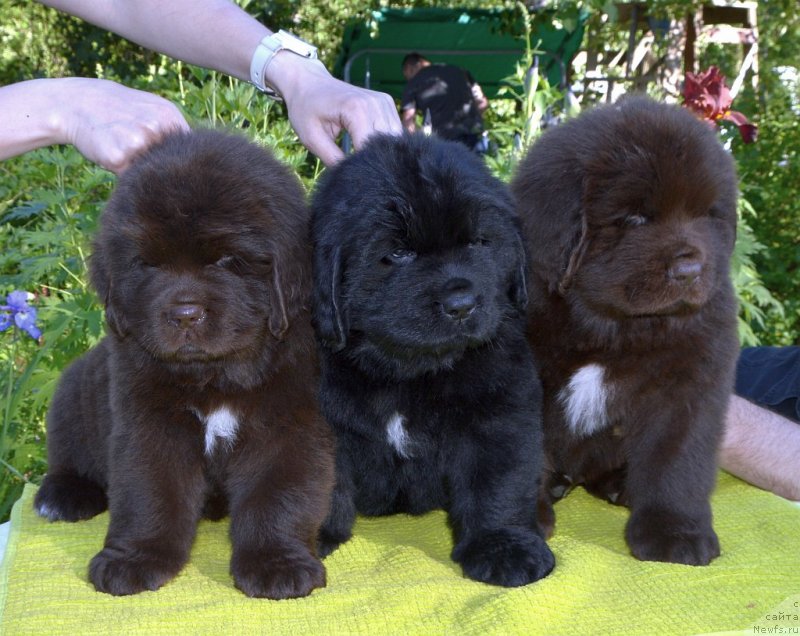 Фото: щенки от, ньюфаундленд Сент Джонс Юстиния Юлия (Sent Djons Yustiniya Yuliya), ньюфаундленд I Follow The Sun de L'Etoile de Cyrice