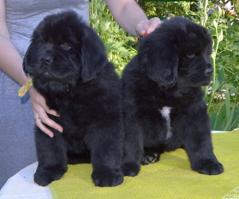 Фото: щенки от, ньюфаундленд Сент Джонс Юстиния Юлия (Sent Djons Yustiniya Yuliya), ньюфаундленд I Follow The Sun de L'Etoile de Cyrice