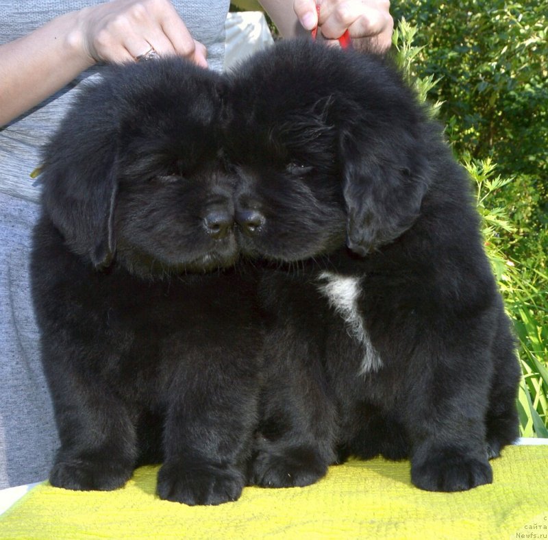 Фото: щенки от, ньюфаундленд Сент Джонс Юстиния Юлия (Sent Djons Yustiniya Yuliya), ньюфаундленд I Follow The Sun de L'Etoile de Cyrice