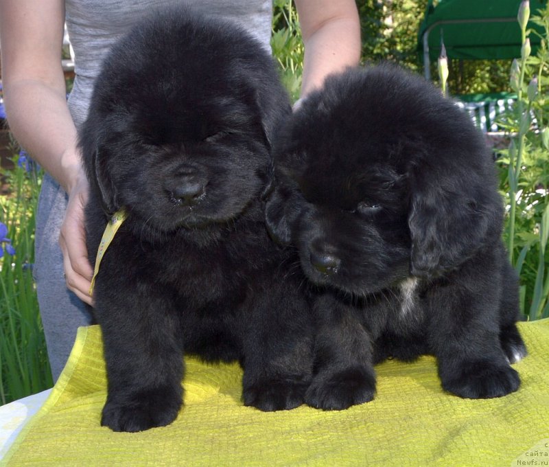 Фото: щенки от, ньюфаундленд Сент Джонс Юстиния Юлия (Sent Djons Yustiniya Yuliya), ньюфаундленд I Follow The Sun de L'Etoile de Cyrice