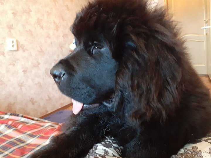 Фото: ньюфаундленд Амулет Династии Айвенго