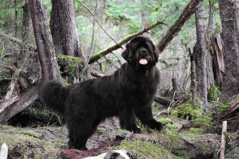 Фото: ньюфаундленд Черная Мафия Ангел Амонг Ус (Chernaya Mafia Аngel Among Us)
