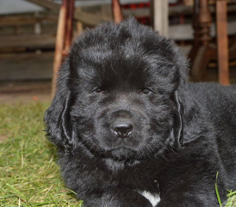 Фото: щенки от, ньюфаундленд Сент Джонс Юстиния Юлия (Sent Djons Yustiniya Yuliya), ньюфаундленд I Follow The Sun de L'Etoile de Cyrice