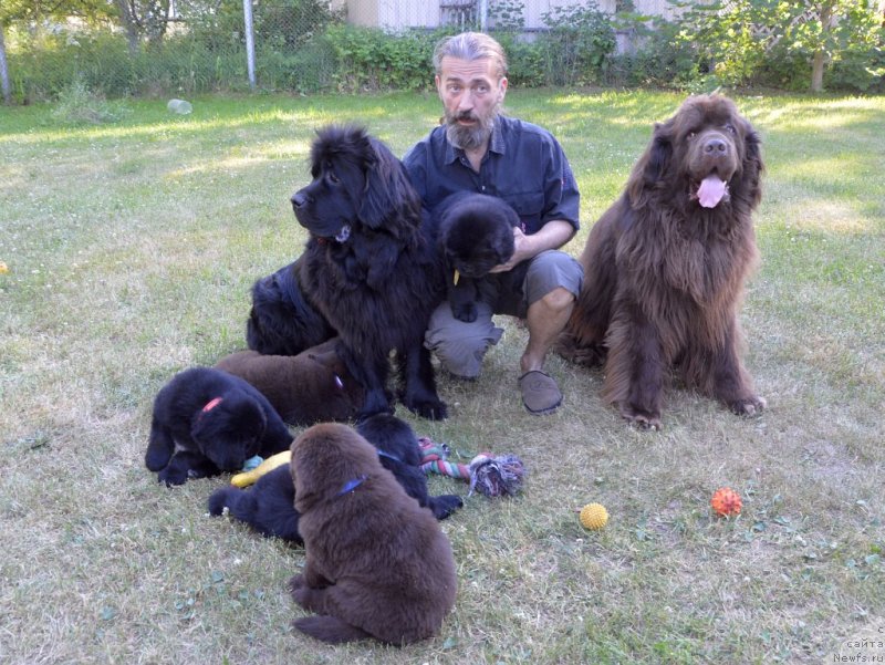 Фото: ньюфаундленд Сент Джонс Юстиния Юлия (Sent Djons Yustiniya Yuliya), ньюфаундленд I Follow The Sun de L'Etoile de Cyrice, их щенки