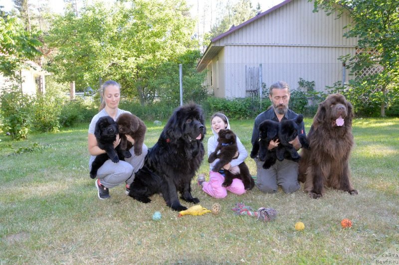 Фото: ньюфаундленд Сент Джонс Юстиния Юлия (Sent Djons Yustiniya Yuliya), ньюфаундленд I Follow The Sun de L'Etoile de Cyrice, их щенки