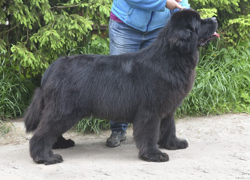 Фото: ньюфаундленд Смигар Юнгфрау Юлиана (Smigar Yungfrau Yuliana)