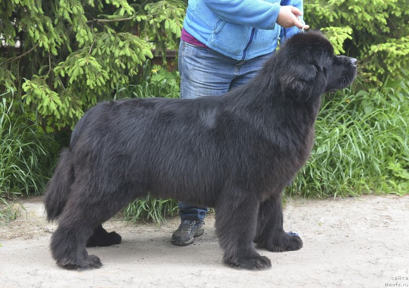 Фото: ньюфаундленд Смигар Юнгфрау Юлиана (Smigar Yungfrau Yuliana)