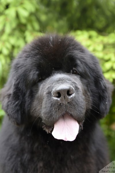 Фото: ньюфаундленд Смигар Юнгфрау Юлиана (Smigar Yungfrau Yuliana)