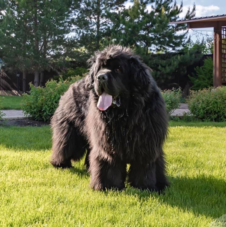 Фото: ньюфаундленд Raymond Best in Show