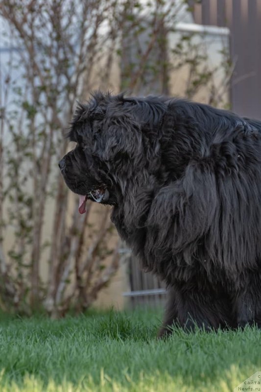 Фото: ньюфаундленд Raymond Best in Show