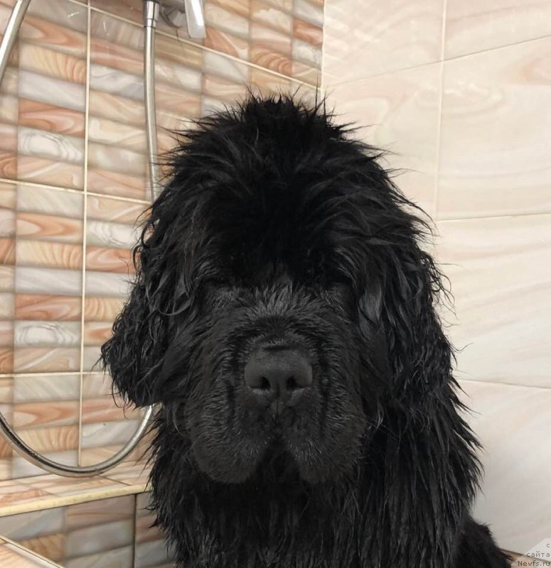 Фото: ньюфаундленд Mon Reve de la Contree du Milieu