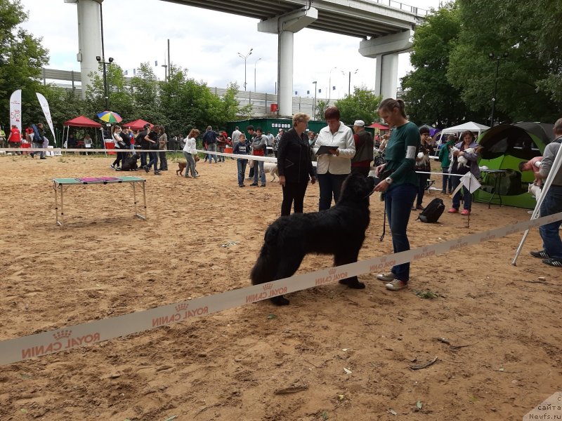 Фото: ньюфаундленд Риччи с Берега Дона (Richchi s Berega Dona)