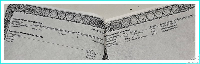 Фото: ньюфаундленд Плюшевая Панда Яр (Plushevaya Panda Yar)