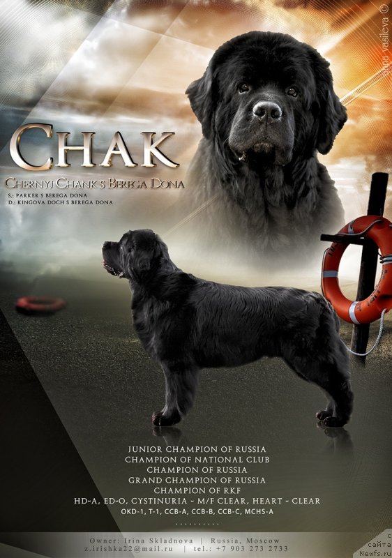 Фото: ньюфаундленд Черный Чанк с Берега Дона (Chernyj Chank s Berega Dona)