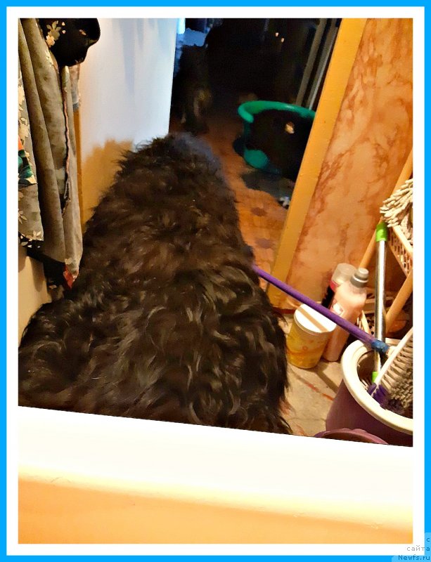 Фото: ньюфаундленд Плюшевая Панда Яр (Plushevaya Panda Yar)