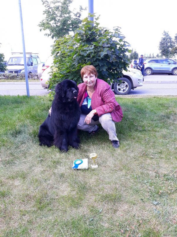 Фото: ньюфаундленд Смигар Глейд Спринг (Smigar Glade Spring), Елена Миронова