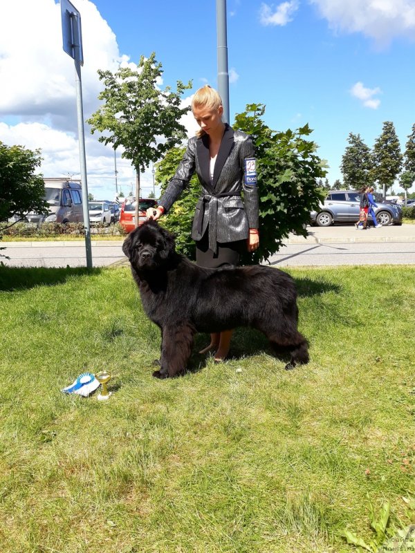 Фото: ньюфаундленд Смигар Глейд Спринг (Smigar Glade Spring)