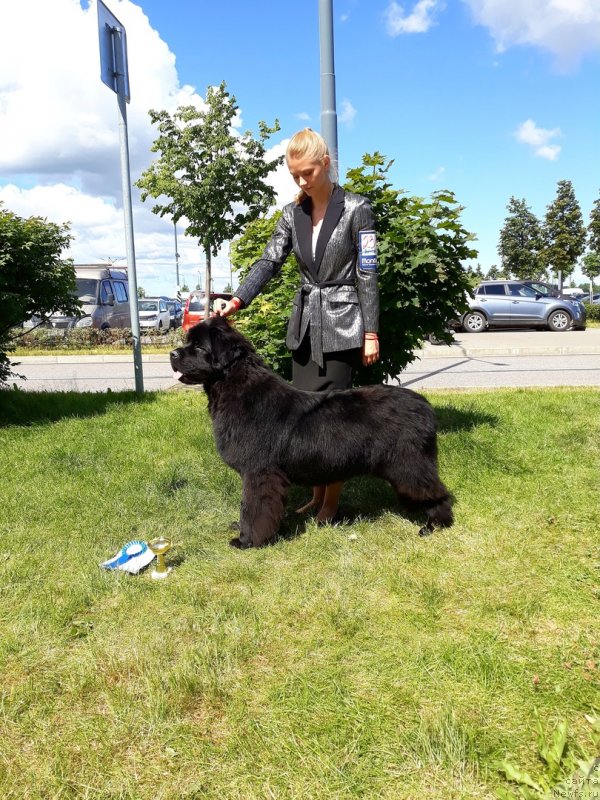 Фото: ньюфаундленд Смигар Глейд Спринг (Smigar Glade Spring)