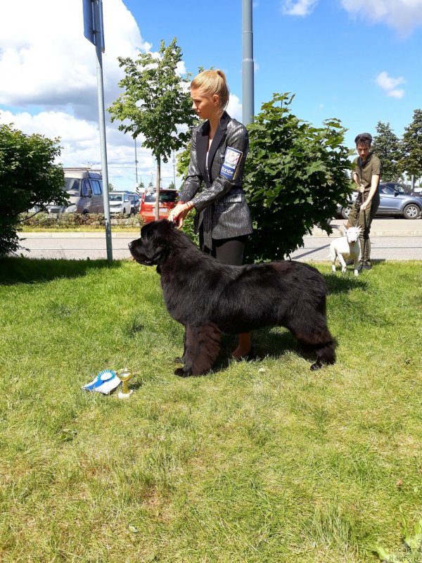 Фото: ньюфаундленд Смигар Глейд Спринг (Smigar Glade Spring)