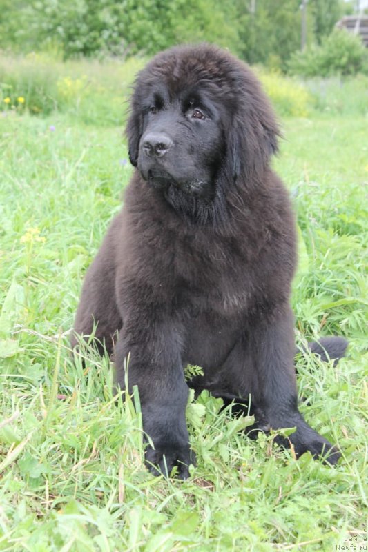 Фото: ньюфаундленд Вятский Медведь Шерри Леди