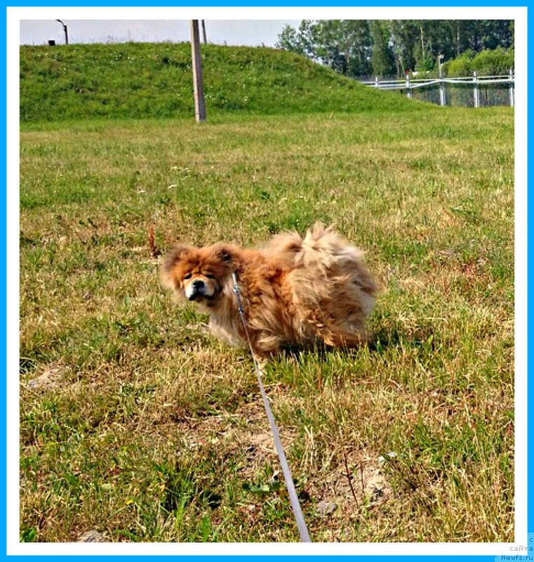 Фото: ньюфаундленд Плюшевая Панда Яр (Plushevaya Panda Yar)