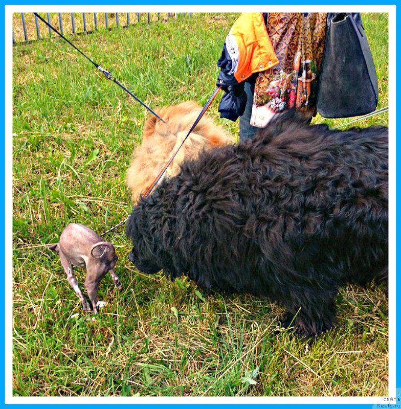 Фото: ньюфаундленд Плюшевая Панда Яр (Plushevaya Panda Yar)