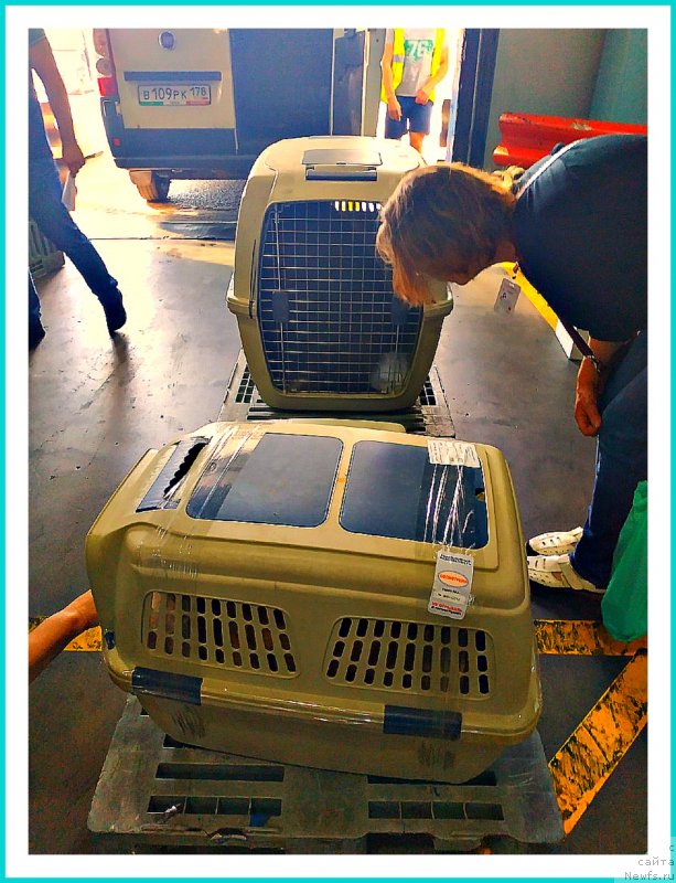 Фото: ньюфаундленд Плюшевая Панда Яр (Plushevaya Panda Yar)