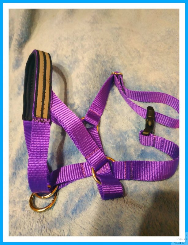 Фотография № 243706