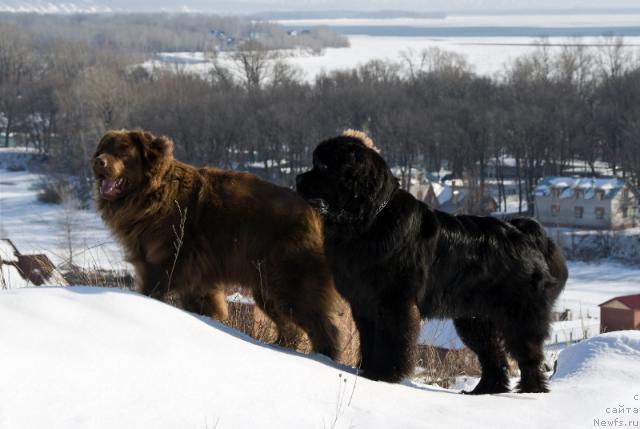 Фото: ньюфаундленд Лесная Сказка Изольда, ньюфаундленд Супер Премиум Вашингтон
