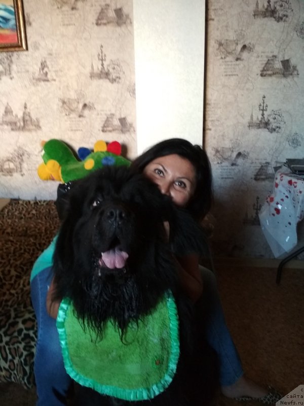 Фото: ньюфаундленд Даанич Веселый Роджер