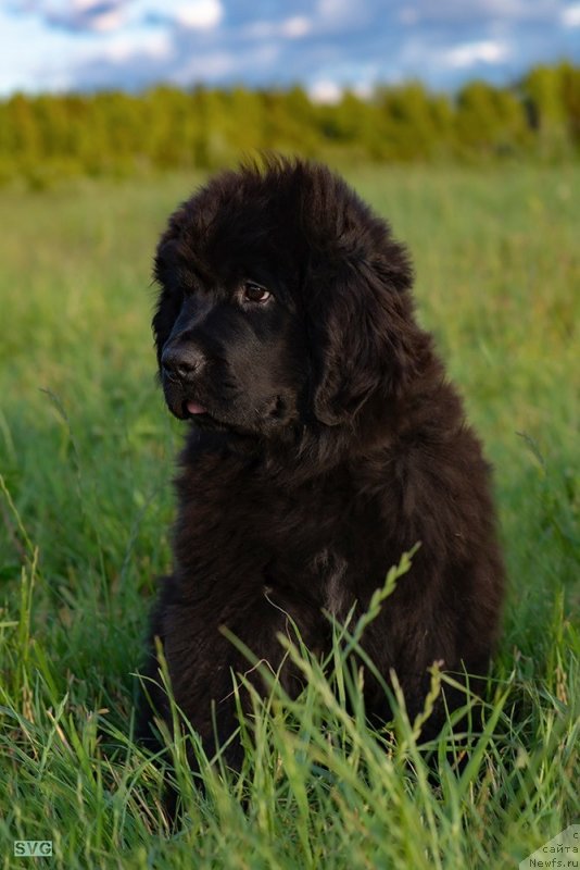 Фото: ньюфаундленд Амулет Династии Айвенго