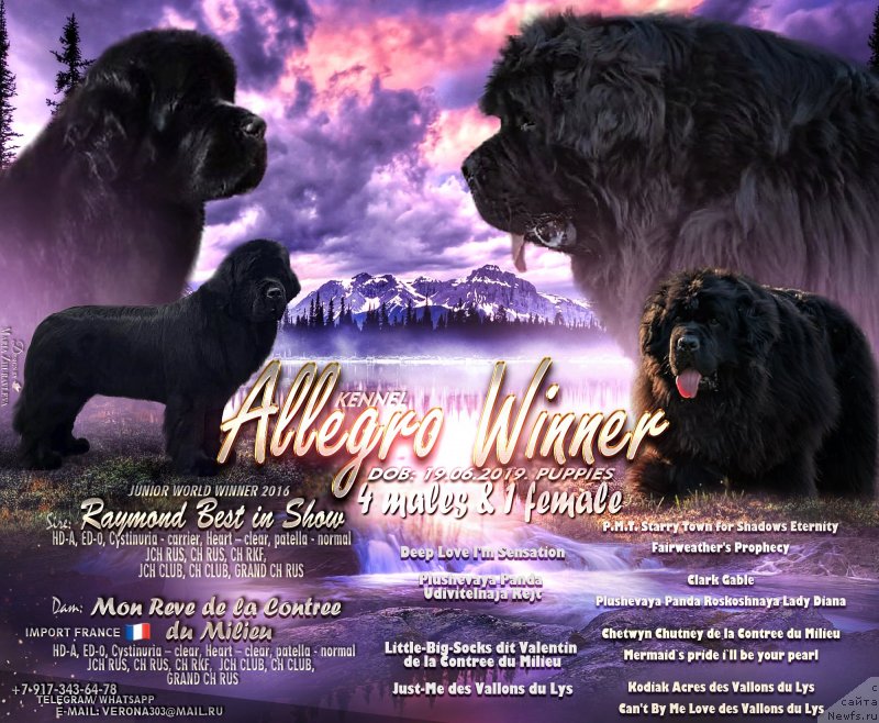 Фото: ньюфаундленд Raymond Best in Show, ньюфаундленд Mon Reve de la Contree du Milieu