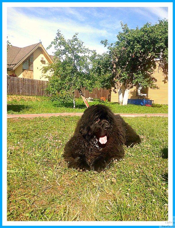 Фото: ньюфаундленд Плюшевая Панда Яр (Plushevaya Panda Yar)