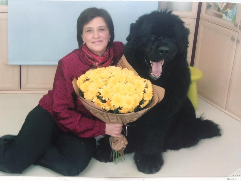 Фото: ньюфаундленд Смигар Агдай Виртус (Smigar Agday Virtus)