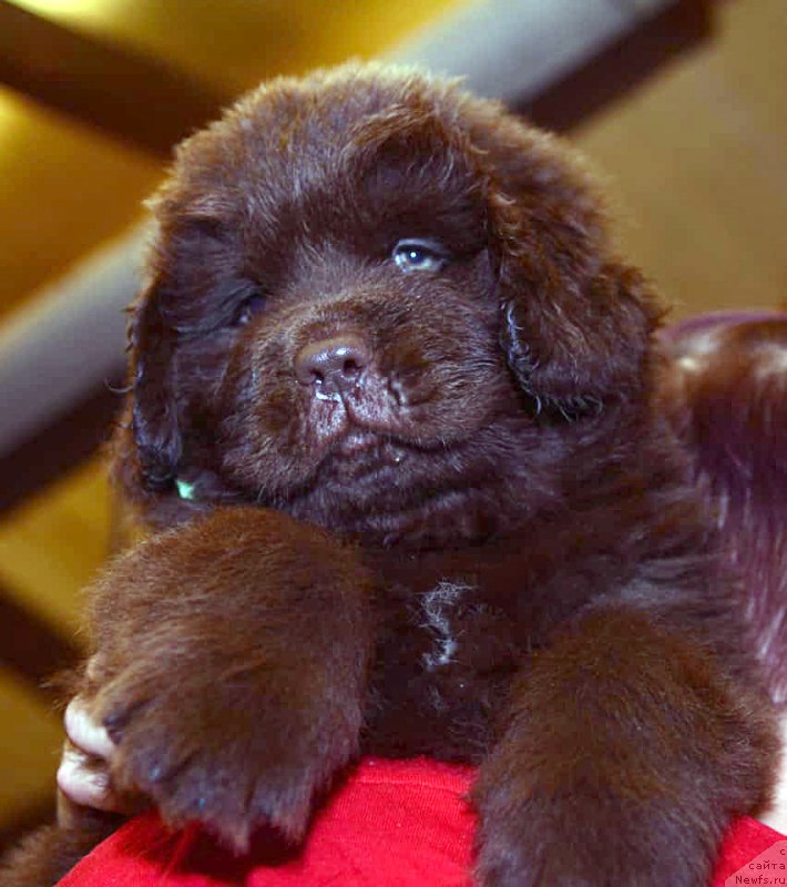 Фото: ньюфаундленд Браунблад МСК Донна Голди