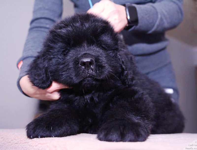 Фото: ньюфаундленд Браунблад МСК Донна Голди