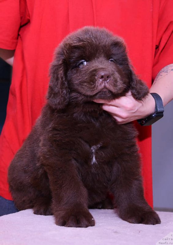 Фотография № 243756